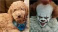Owner left fuming after fluffy dog comes back from groomer ‘looking like Pennywise’
