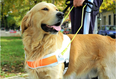 Dog walks itself home after visually impaired owner killed in hit-and-run