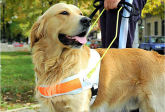 Dog walks itself home after visually impaired owner killed in hit-and-run