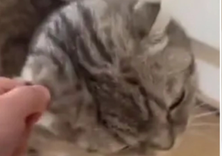 Hasbulla responds after being accused of abusing his cat