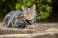 Cat owners face £500 fine under new law