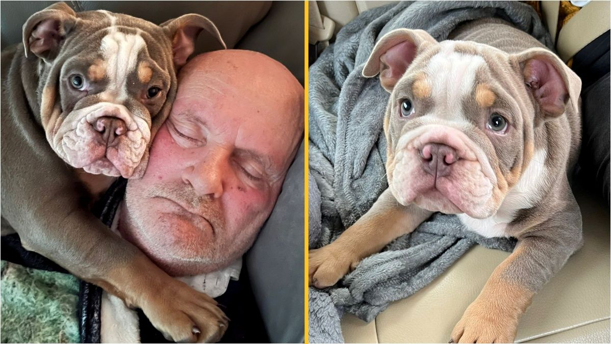 Bulldog pup 'saves owner's life' by chewing his toe to the bone while