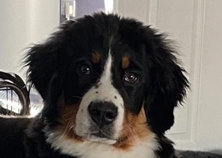 Dog nearly dies after eating owner’s hot cross bun