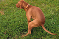 Dog owner fined £750 for allowing pet to poo in his own garden