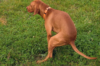 Dog owner fined £750 for allowing pet to poo in his own garden