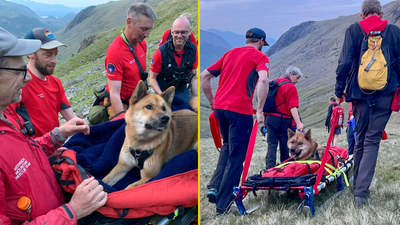 Mountain rescue sent up Scafell Pike to stretcher dog ‘too tired’ to walk down