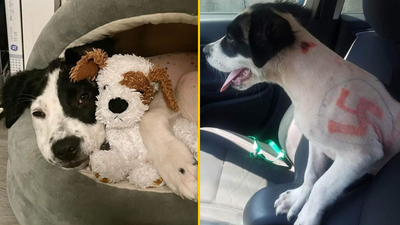 Puppy found with swastikas and ‘don’t feed this f****** dog’ drawn all over her body
