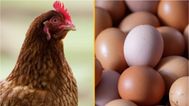 Scientists think they’ve cracked the question of what came first, the chicken or the egg?