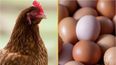 Scientists think they’ve cracked the question of what came first, the chicken or the egg?