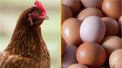 Scientists think they’ve cracked the question of what came first, the chicken or the egg?