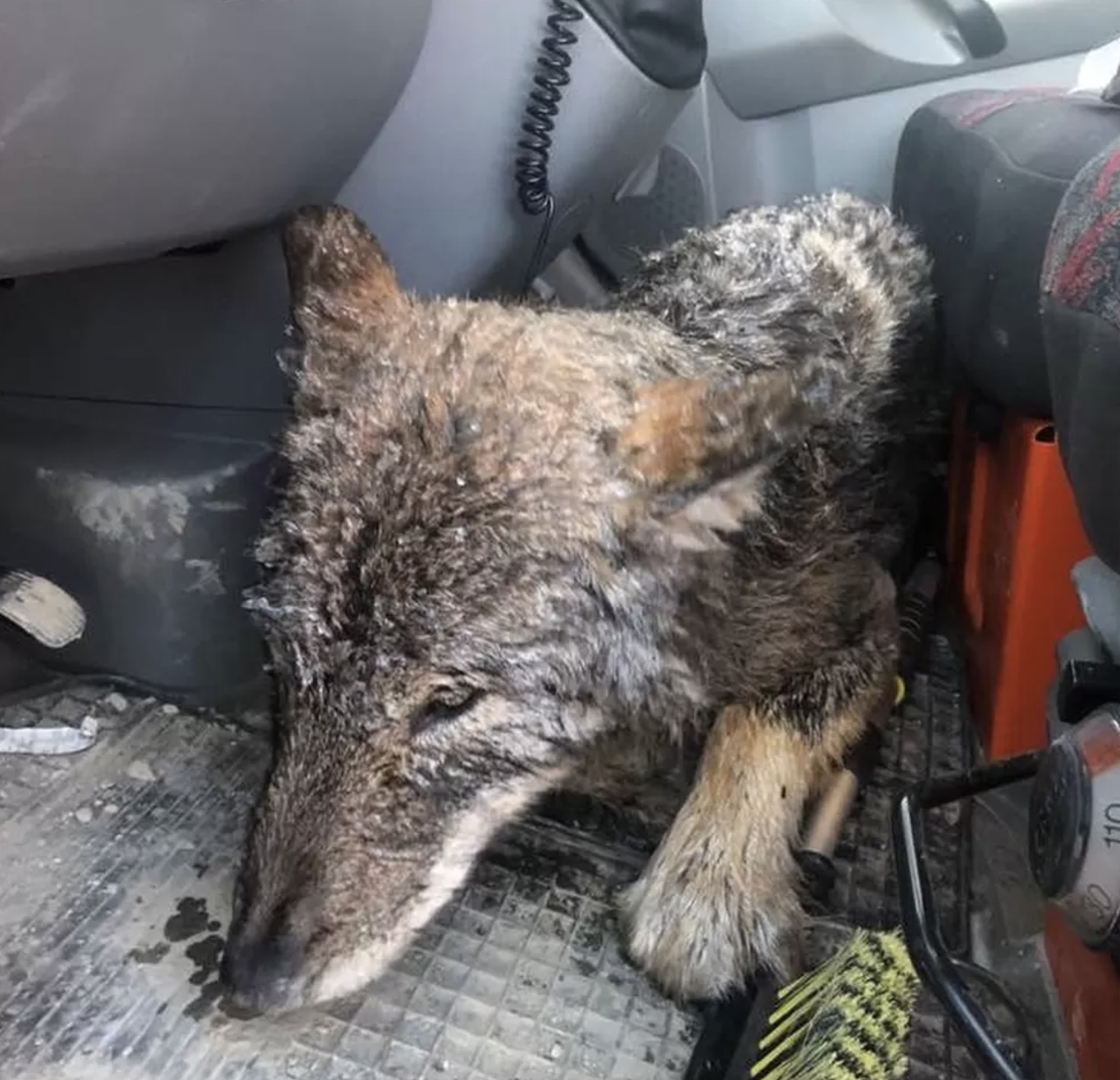 The men took the canine into the warmth of a car (EUPA)