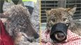 ‘Dog’ saved from freezing river turns out to be a wolf