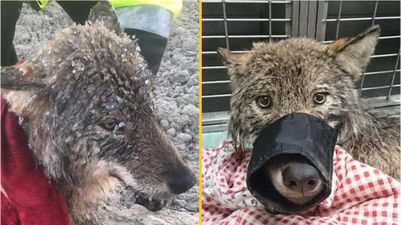 ‘Dog’ saved from freezing river turns out to be a wolf