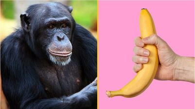 Origins of masturbation date back 40 million years, according to new research