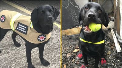 Britain’s longest-serving fire investigation dog retires after 11 years of service