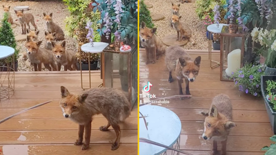 Woman goes viral for feeding the same fox family for 25 years