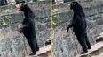 Zoo denies claims star attraction is ‘human in a bear suit’