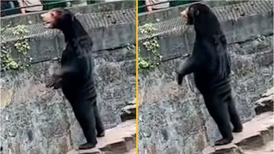 Zoo denies claims star attraction is ‘human in a bear suit’