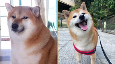 ‘Doge’ meme dog Cheems dies while in surgery