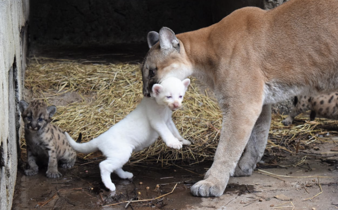 Puma makes history by giving birth to extremely rare albino cub