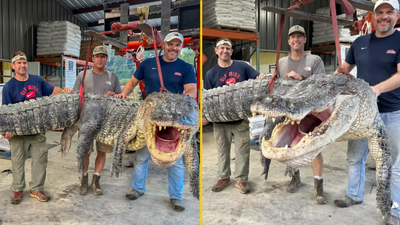 Huge alligator weighing 57 stone sets record and leaves hunters ‘mentally exhausted’