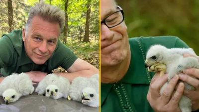 Chris Packham reported to police for sniffing wild goshawk chicks live on TV