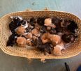 Basket full of 26 kittens left on charity’s doorstep in Bristol