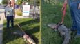 Man denied entry to sports game after trying to take his ’emotional support alligator’