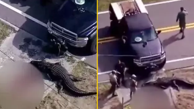 13-foot alligator caught carrying lifeless human body down canal in Florida