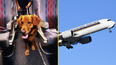 Plane passengers get $1,400 refund after dog farted on them for 13 hours