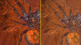 Scientists find ‘giant’ dinosaur spider fossil in Australia