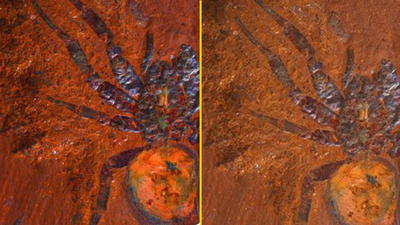 Scientists find ‘giant’ dinosaur spider fossil in Australia