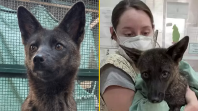 World’s first known dog-fox hybrid discovered in Brazil after being hit by car