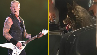 Dog runs away from home then watches entire Metallica show