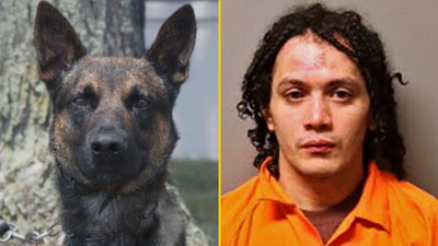 Yoda the police dog unveiled as hero who took down killer who escaped from jail