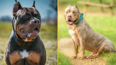 American XL Bullys now officially a banned breed in England and Wales