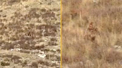 ‘Crystal clear’ new footage of Bigfoot has been explained
