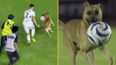 Football club so impressed by ball-stealing stray dog they give him a job