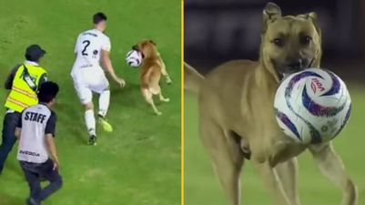 Football club so impressed by ball-stealing stray dog they give him a job
