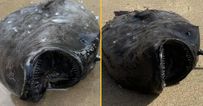 Strange fish with vicious teeth from 3000ft below washes up on shore in ‘very rare’ sighting