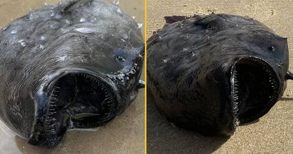 Strange fish with vicious teeth from 3000ft below washes up on shore in 'very rare' sighting
