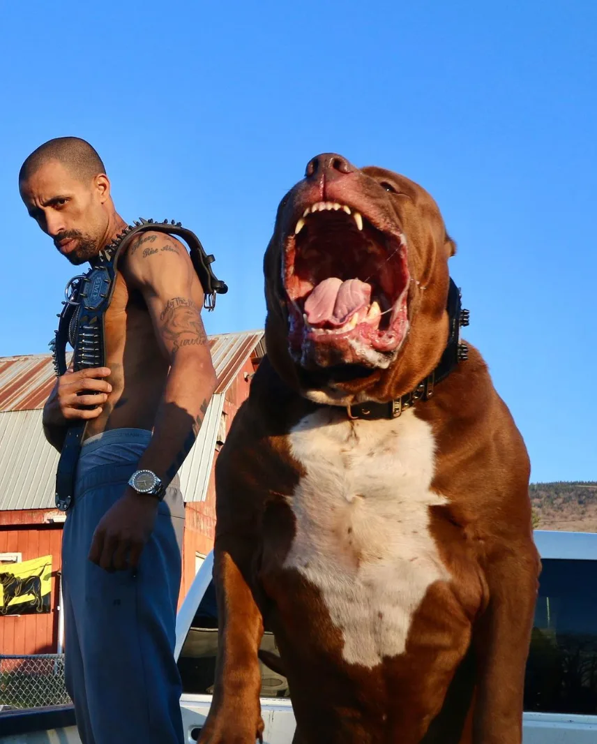 Owner of world's biggest Pitbull claims its banned offspring are in UK
