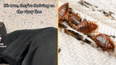 Bed bugs land in London as Underground commuter says ‘its over’