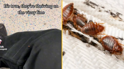 Bed bugs land in London as Underground commuter says ‘its over’