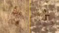 Clear video of Bigfoot sighting shows ‘Sasquatch’ hiking up a mountain