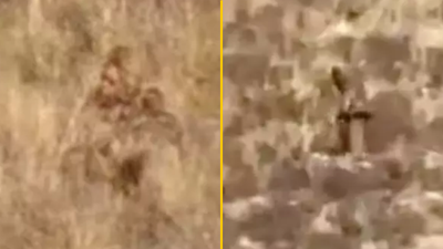 Clear video of Bigfoot sighting shows ‘Sasquatch’ hiking up a mountain