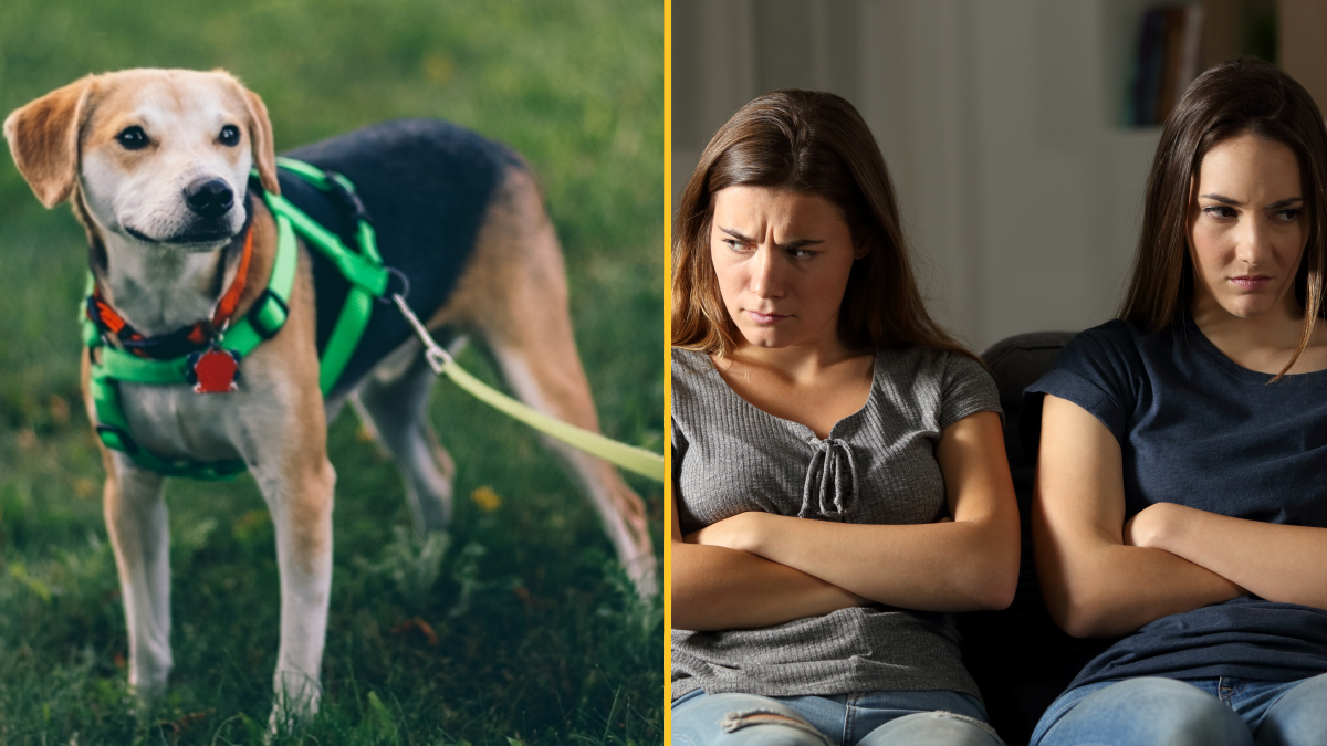 'I told infertile sisterinlaw her beloved dog is not equal to my baby