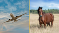 Flight diverts after horse ‘gets loose’ in plane