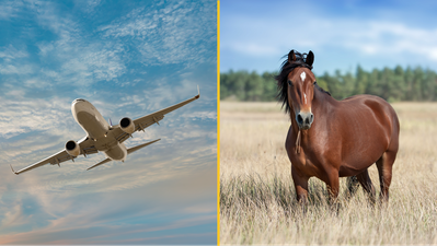 Flight diverts after horse ‘gets loose’ in plane