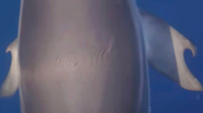 Dolphin with thumbs discovered in scientific first